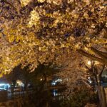 鴨々川の桜