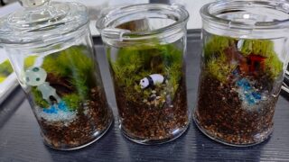 苔テラリウム